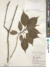 Helwingia japonica subsp. liukiuensis image