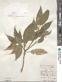 Helwingia japonica subsp. liukiuensis image