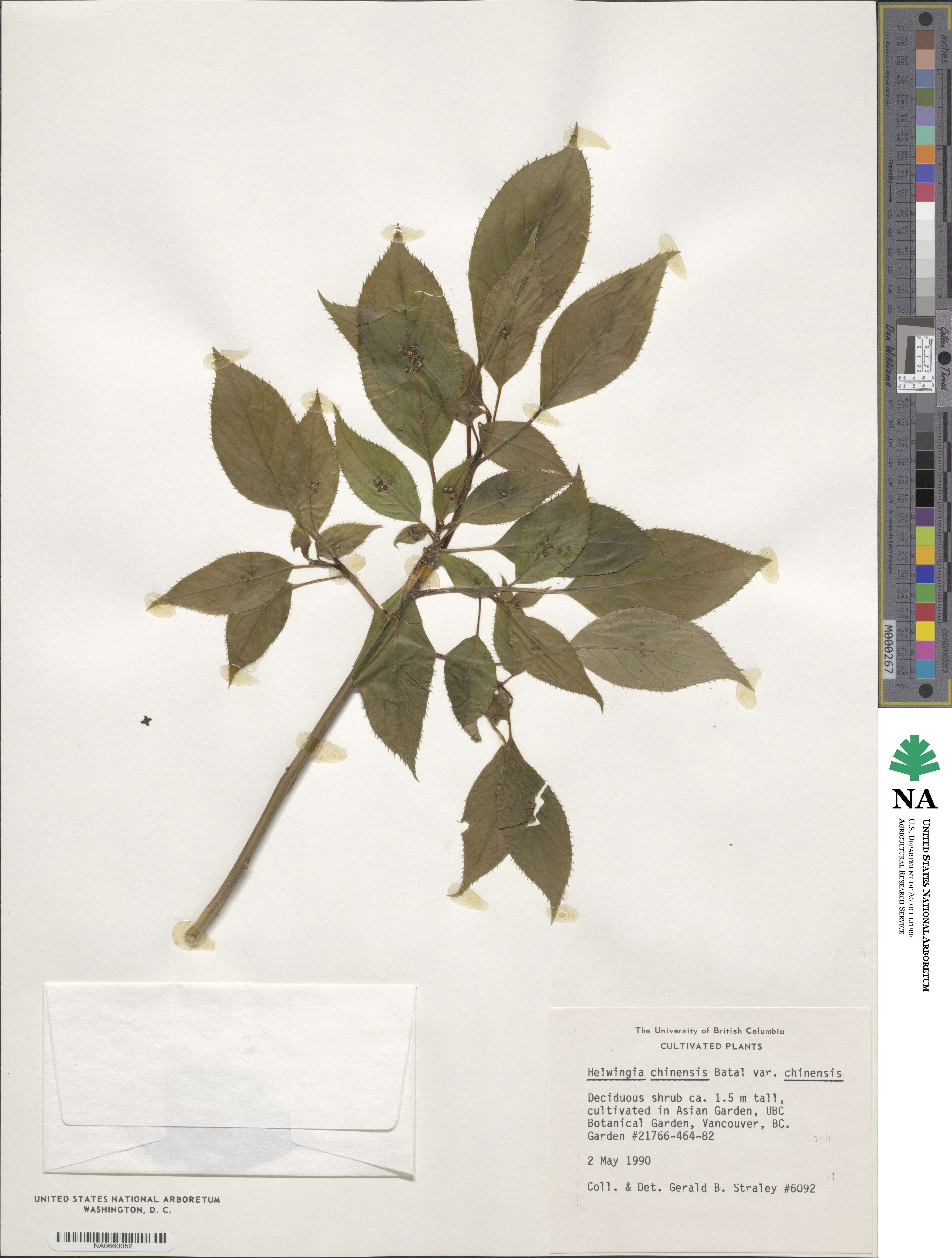 Helwingia chinensis image