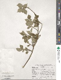 Helwingia japonica image