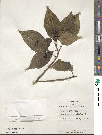 Helwingia japonica image