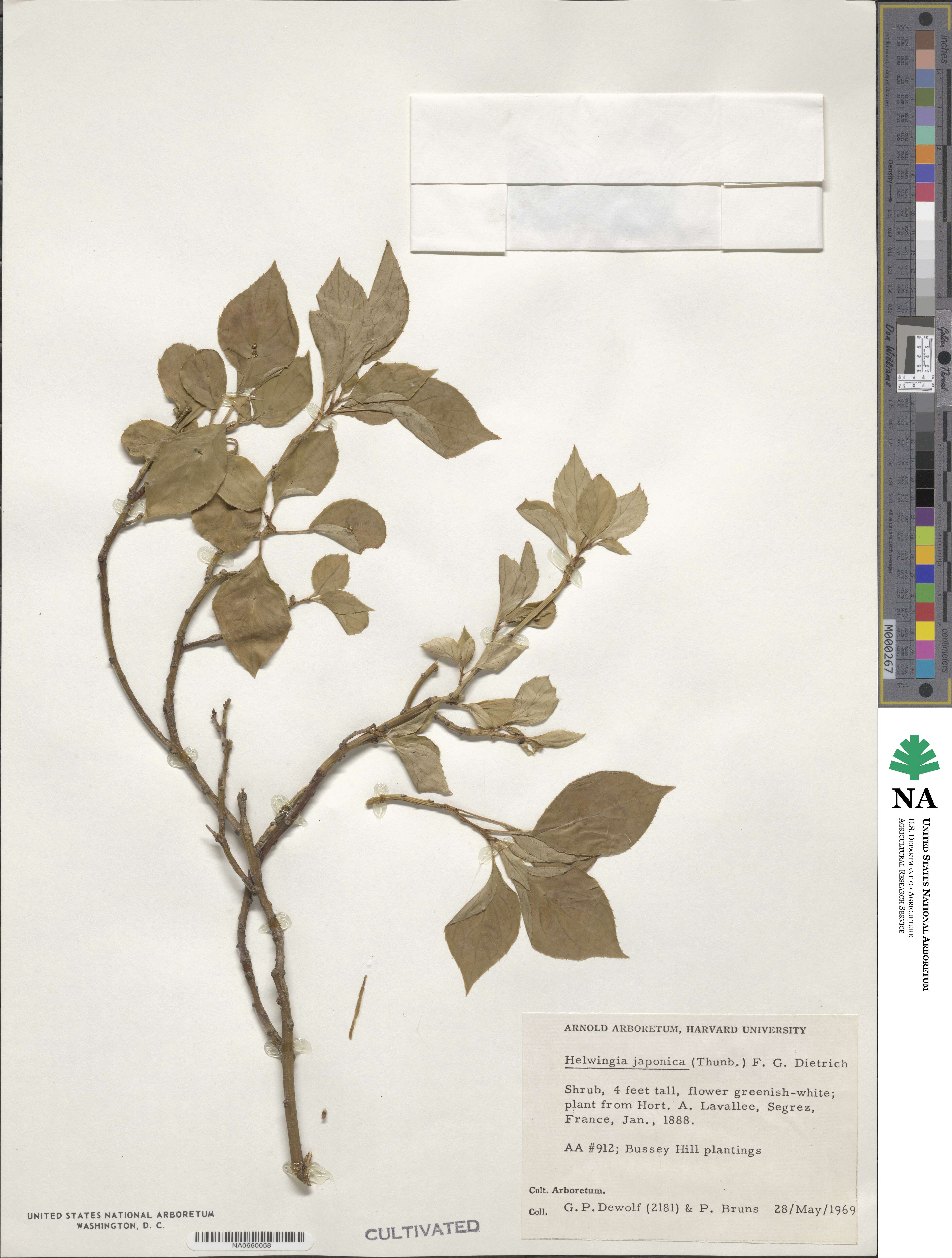 Helwingia japonica image