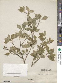 Helwingia japonica image