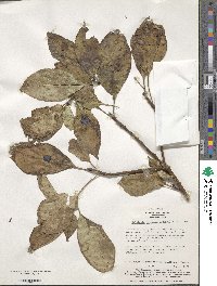 Helwingia japonica image