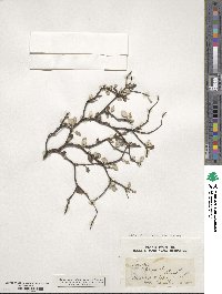 Corokia cotoneaster image