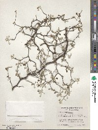 Corokia cotoneaster image