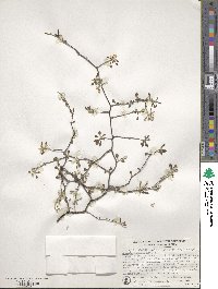 Corokia cotoneaster image