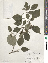 Cornus alternifolia image