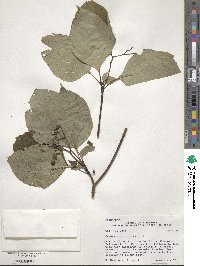 Cornus alternifolia image