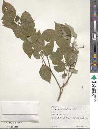 Cornus alternifolia image