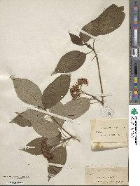 Cornus alternifolia image