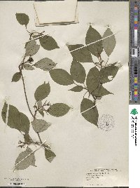 Cornus alternifolia image