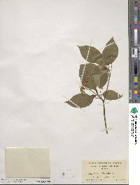 Cornus alternifolia image