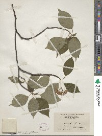 Cornus alternifolia image