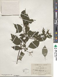 Cornus alternifolia image