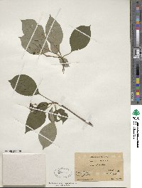Cornus alternifolia image