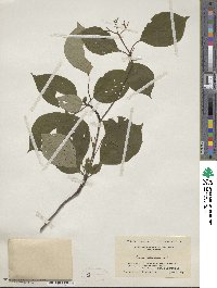 Cornus alternifolia image