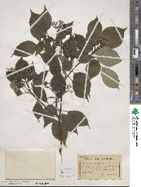 Cornus alternifolia image