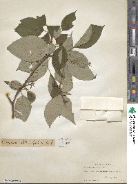 Cornus alternifolia image