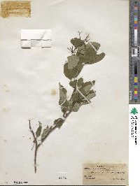 Cornus alternifolia image