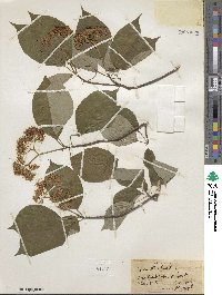 Cornus alternifolia image