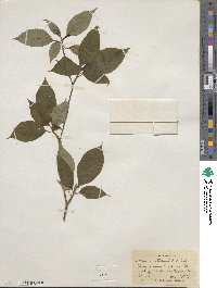 Cornus alternifolia image