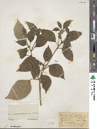 Cornus alternifolia image