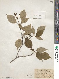 Cornus alternifolia image