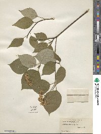 Cornus alternifolia image