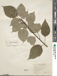 Cornus alternifolia image