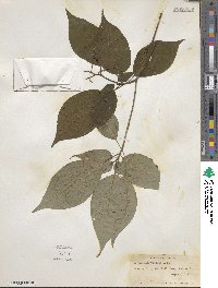 Cornus alternifolia image