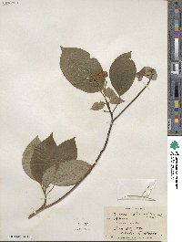 Cornus alternifolia image