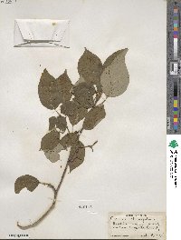 Cornus alternifolia image