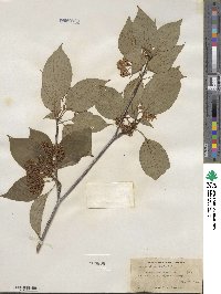 Cornus alternifolia image