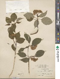 Cornus alternifolia image