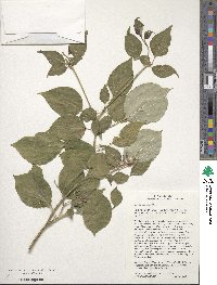 Cornus alternifolia image