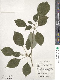 Cornus alternifolia image
