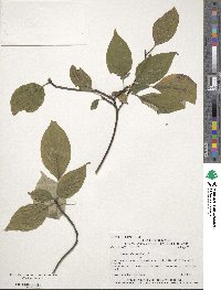 Cornus alternifolia image