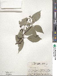 Cornus alternifolia image