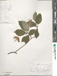 Cornus alternifolia image