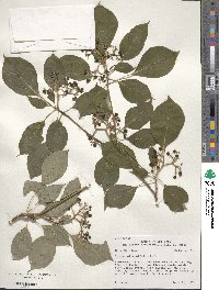 Cornus alternifolia image
