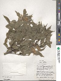 Cornus alternifolia image