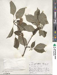 Cornus alternifolia image