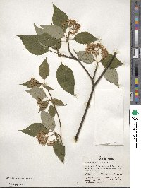 Cornus alternifolia image