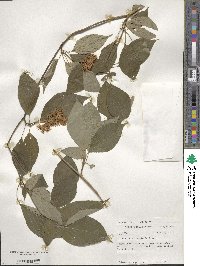 Cornus alternifolia image