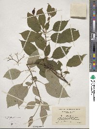 Cornus alternifolia image