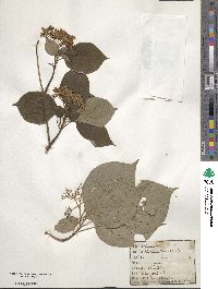 Cornus alternifolia image