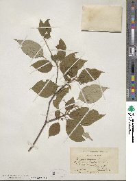Cornus alternifolia image