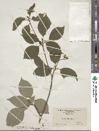 Cornus alternifolia image