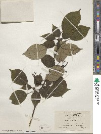 Cornus alternifolia image